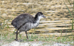 006 - so jung und schon ein entlein